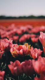 Close-up of red flowering plants on field