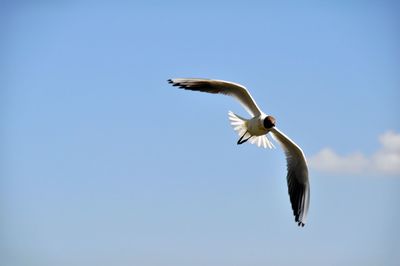 Low angle view of seagull flying