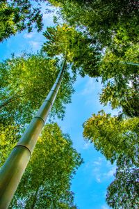 Low angle view of bamboo trees against sky