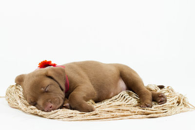 Dog sleeping on white background