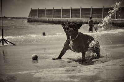 Dog playing with ball in water