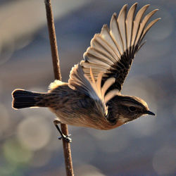 Close-up of a bird flying