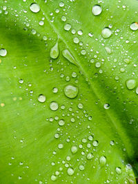 Full frame shot of raindrops on leaf