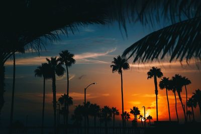 Silhouette palm trees on beach against sky during sunset