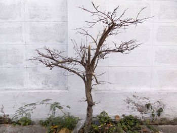 Bare tree by wall against building