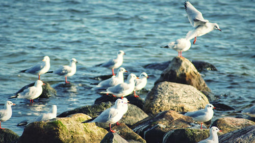 Seagulls perching on rock by sea