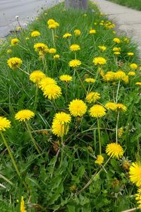 Close-up of yellow flowers blooming on field