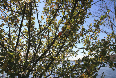 Low angle view of bird perching on tree