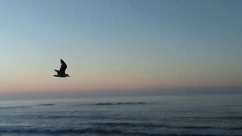 Silhouette bird flying over sea against sky