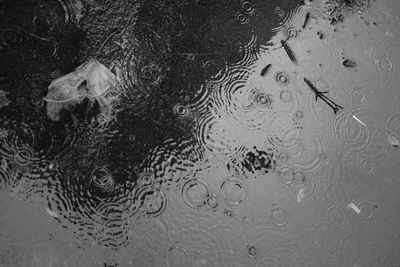 High angle view of swimming in water