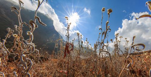 Close-up of plants on field against sky