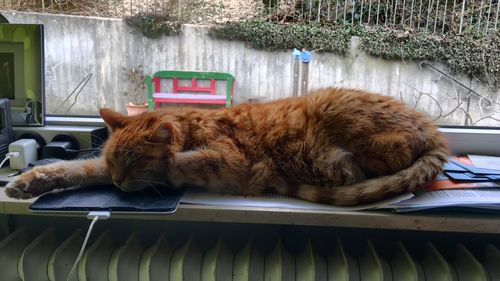 Cat sleeping on table