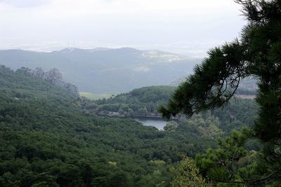 Scenic view of forest against sky