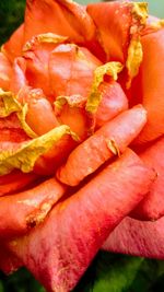 Close-up of hand holding orange