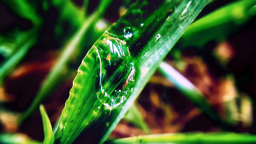 Close-up of water drops on leaf