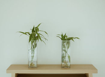 Plant in vase on table against wall