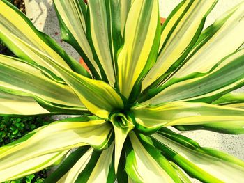 Full frame shot of yellow flower
