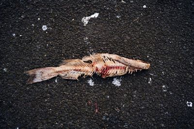 Dead fish