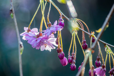 Close-up of pink flowering plant