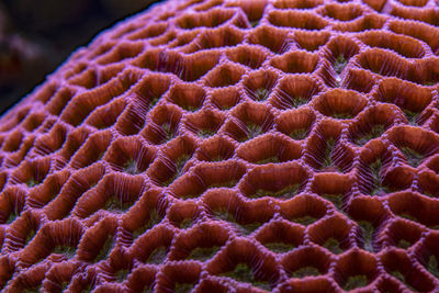 Colored corals in a marine aquarium. macro photography.