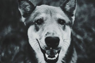 Close-up portrait of dog