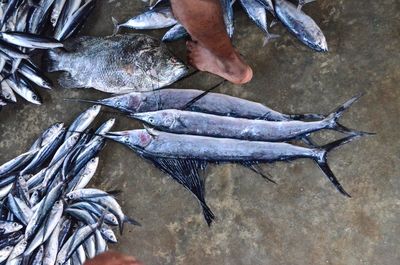 Low section of different fishes on market 