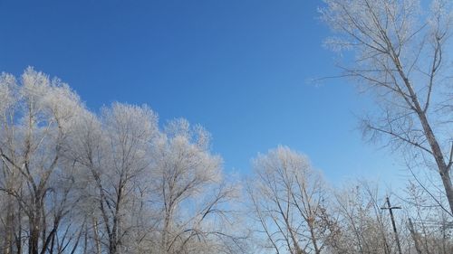 Low angle view of bare trees against clear blue sky