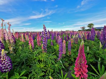 Close-up of pink flowering plants on land against sky