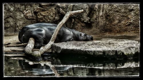 View of an animal in zoo