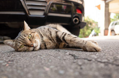 Cat lying down on street