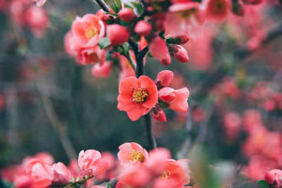 Close-up of pink flowers blooming on tree