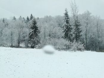 Trees on snow covered landscape