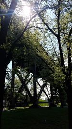 Low angle view of trees in park against sky