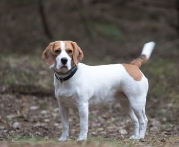 Close-up portrait of dog on field