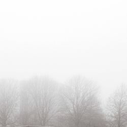 Bare trees in foggy weather