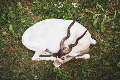 High angle view of animal on field