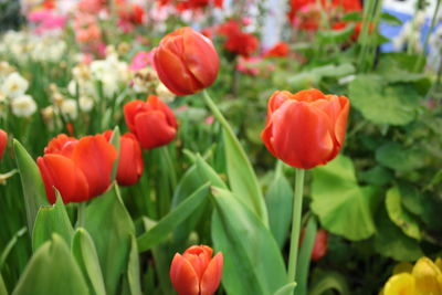 Close-up of red tulips in bloom