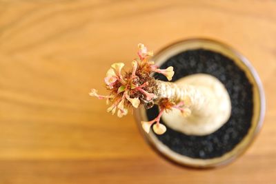 Close-up of pink flower on table