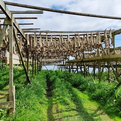 Bridge over field