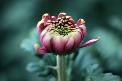 Close-up of pink flower