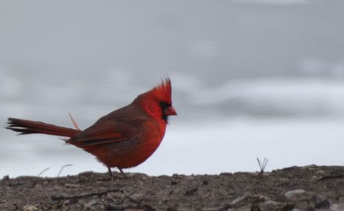 Close-up of bird perching on red outdoors