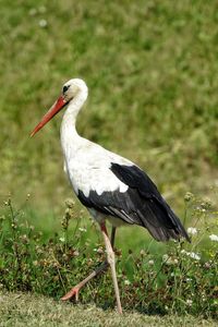 Close-up of bird on grass