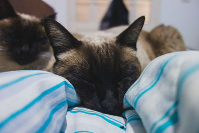 Two siamese cats sleeping on a  bad