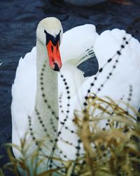 Close-up of swan in lake