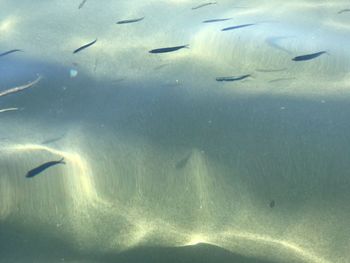 Close-up of fish swimming in sea