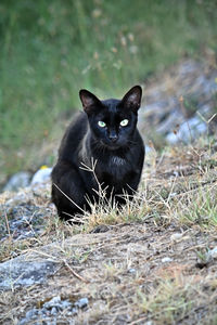 Portrait of black cat on field