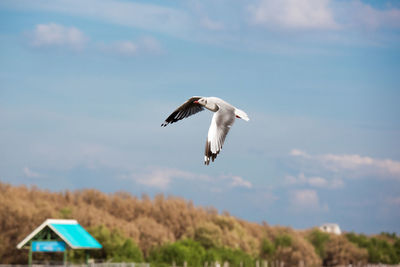 Low angle view of bird flying against sky