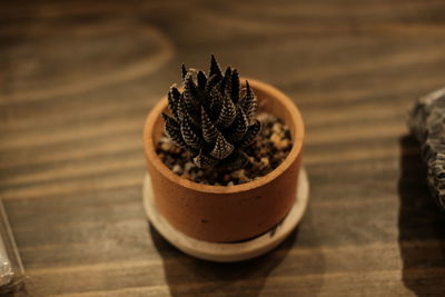 High angle view of potted plant on table