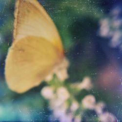 Close-up of water drops on leaf