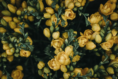 Close up of delicate blossoming yellow flowers, shallow focus.